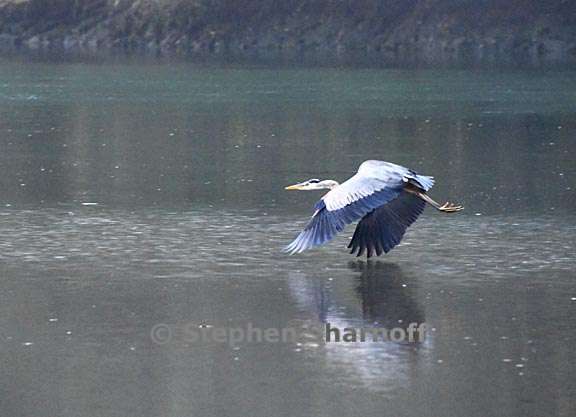 great blue heron 1 graphic